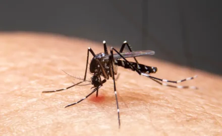Irmãos Brant - Mudanças climáticas já causam aumento de doenças infecciosas no país